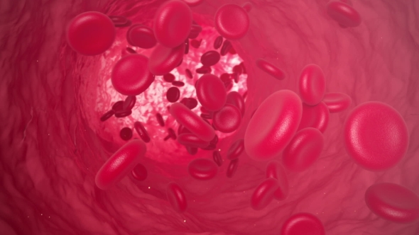 Red Blood Cells Move Along The Vein