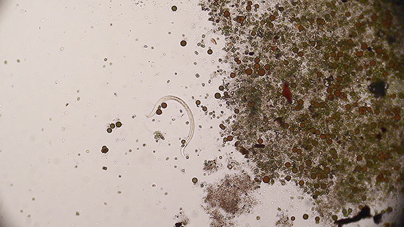 Microscopy: Vinegar Eels (Turbatrix Aceti ,Vinegar Nematode) 02