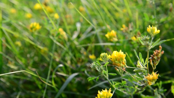 Field Yellow Clover In Grass