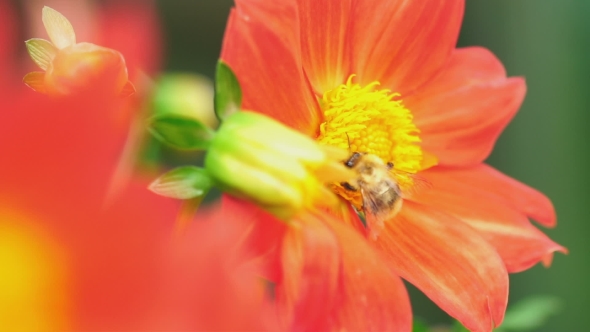 Bumblebee On Dahlia Flower alt