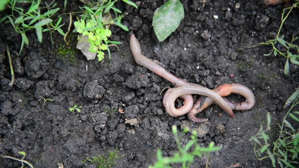 The Earthworms Lie On Ground