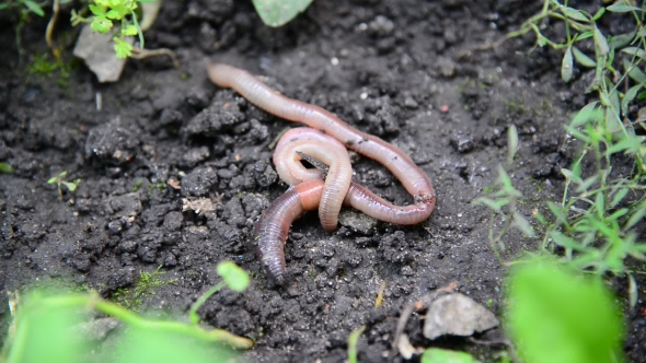 The Earthworms Lie On Ground