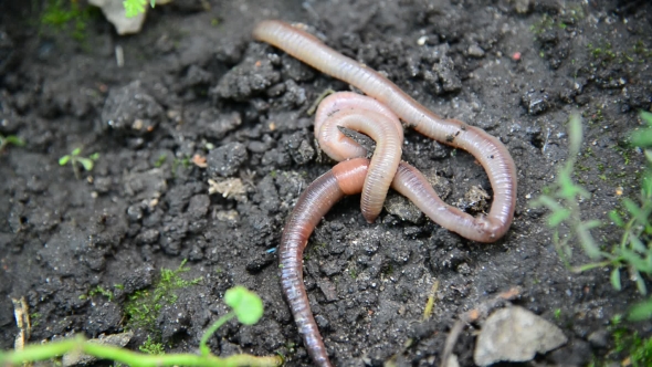 The Earthworms Lie On Ground