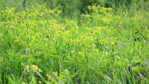 Grass Meadow With Wild Bees, Russia