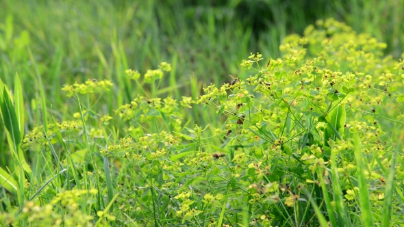 Grass Meadow With Wild Bees, Russia