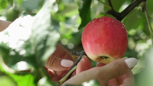 Female Hands Picking An Red Apple From a Tree. Apple On The Tree Branch
