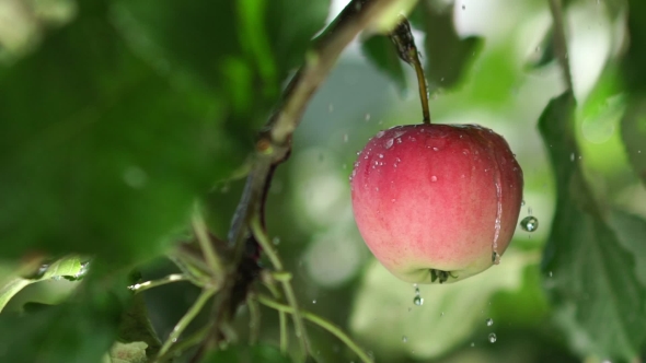 Red Apple With Rain Drops On The Tree