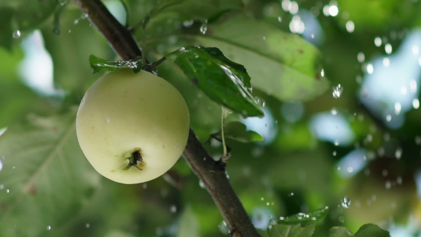 Rain Drops Fall On The Apple And The Tree Leaves. Apple Orchard.