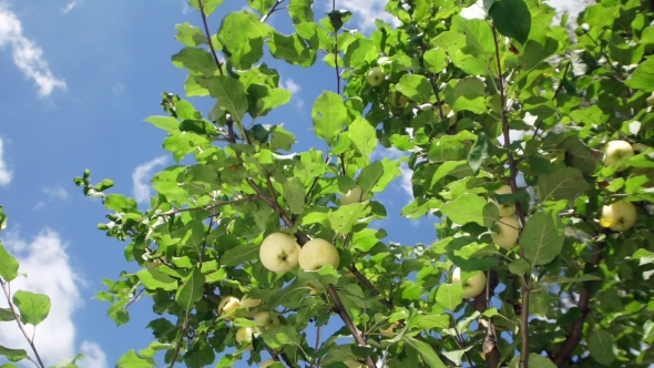 Apple Tree On a Background Of The Clear Blue Sky In