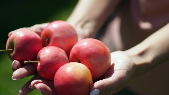 Red Ripe Apples In Female Hands