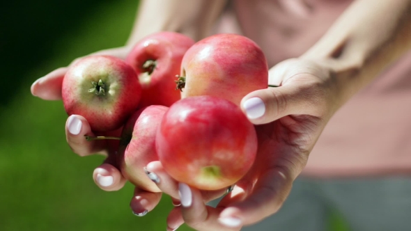 Five Apples in Female Hands. Apple Orchard. Summer Garden. Harvesting.