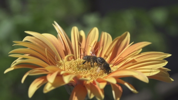 Bee Collecting Pollen on Yellow Flower