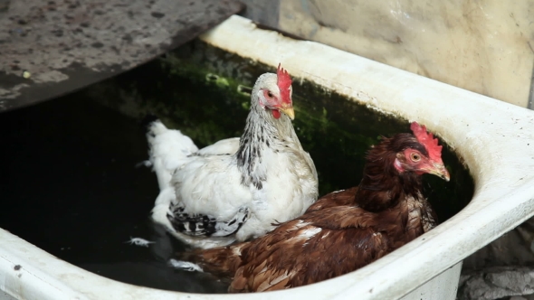 Two Chickens In Water