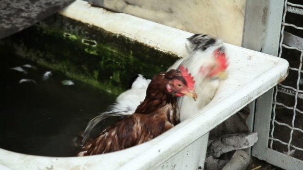 Two Chickens In Water