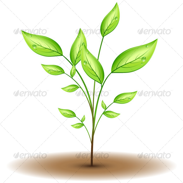 Green leaf - Flowers & Plants Nature