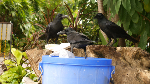 Crows with Litter Bin alt