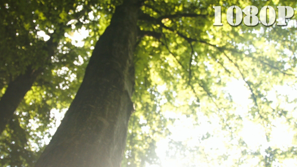 Looking Up into the Forest
