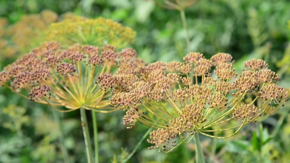 Umbrellas Of Fennel With Seeds In August