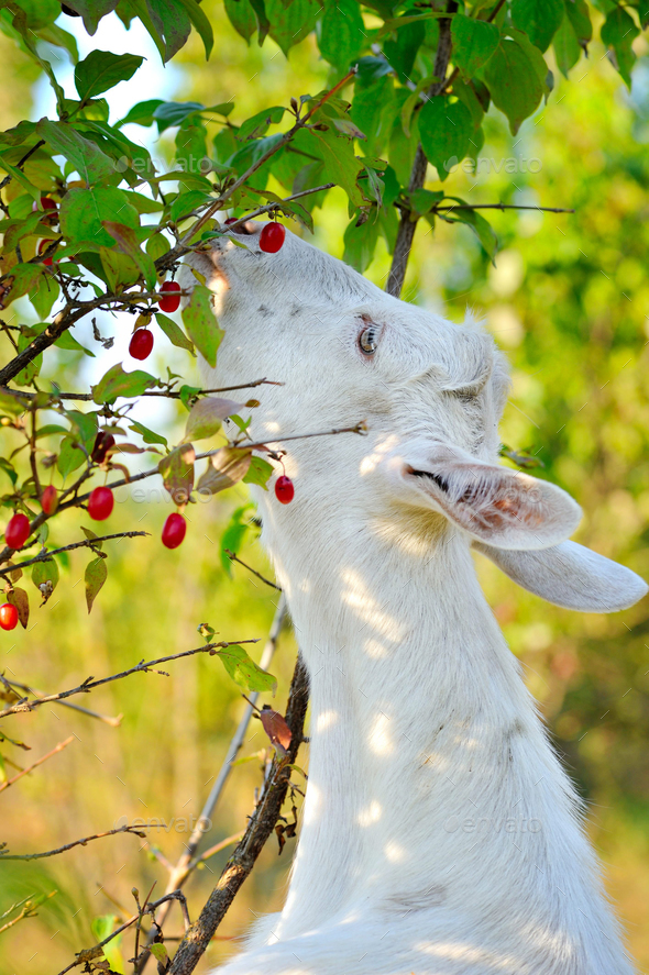 White goat standing on hind legs eating berries dogwood Stock Photo by