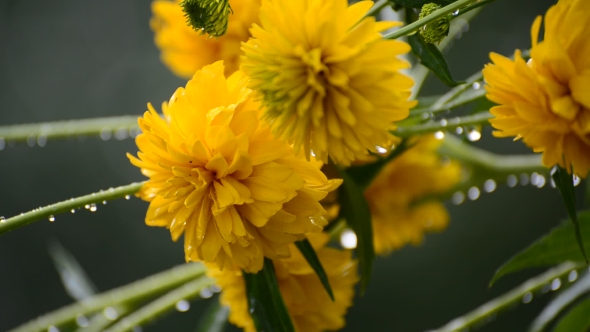 Yellow Flowers in Garden in the Rain