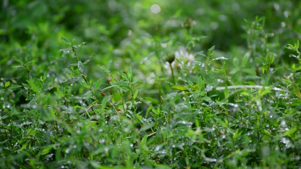 Green Grass In Rain Drops