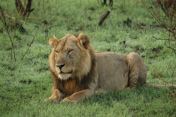 Old male lion with scars laid down looking at front