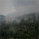 Fog Over the Forest - VideoHive Item for Sale