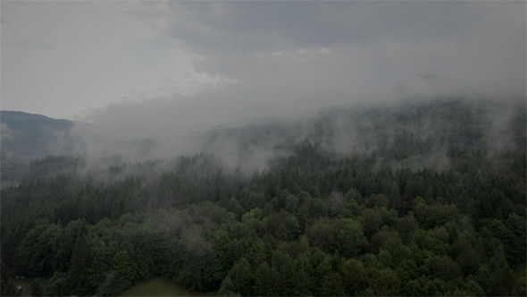 Fog Over the Forest