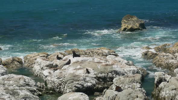 kaikoura fur seal stay at the rock near the beach alt