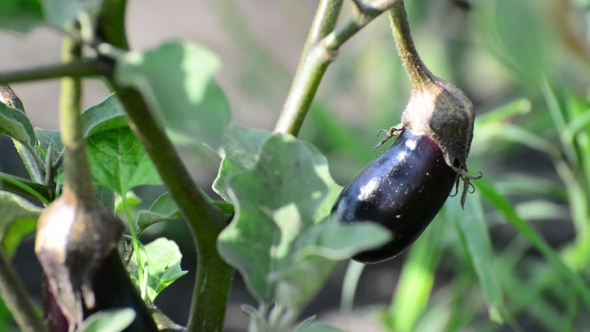 Eggplant Growing In The Garden