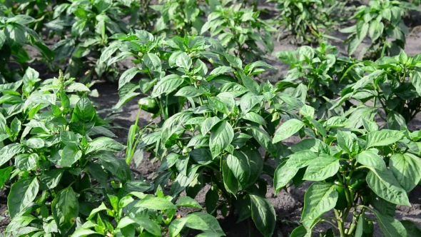 Peppers Growing In Field Or Plantation