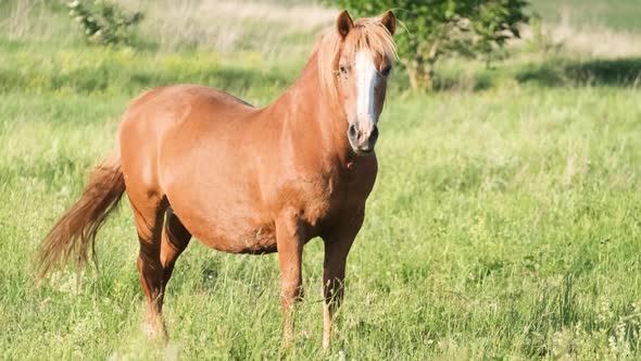 A Beautiful Red Horse Stands in the Middle of the Field and Looks at the Camera alt