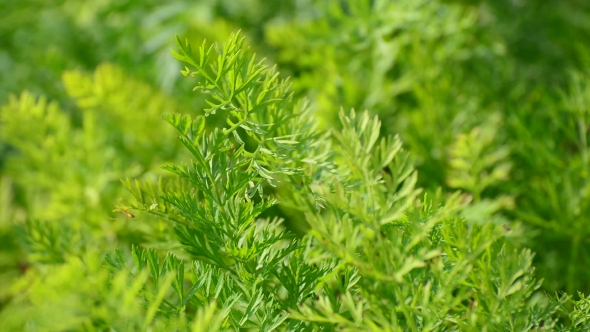 Leaves of Young Carrots in Garden