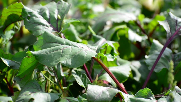 Young Leaves of Beets in Garden