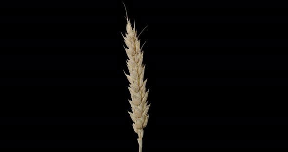 Wheat Spikelet Rotating Alpha Channel