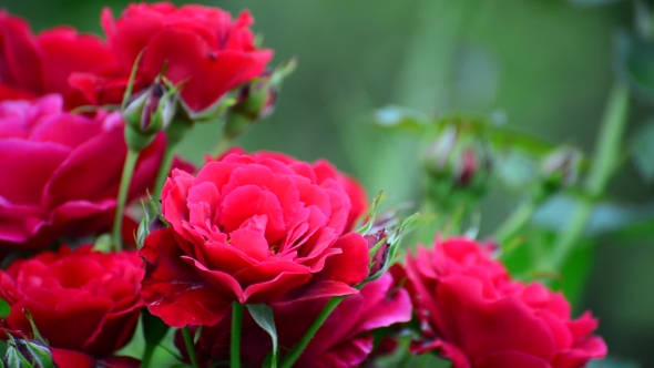 Very Beautiful Bright Red Roses on the Bush