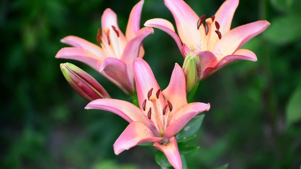 Pink Hemerocallis Against Backlight