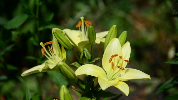 Yellow Varietal Large Lily in Flowerbed