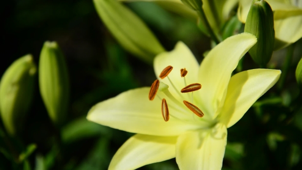 Yellow Varietal Large Lily in Flowerbed