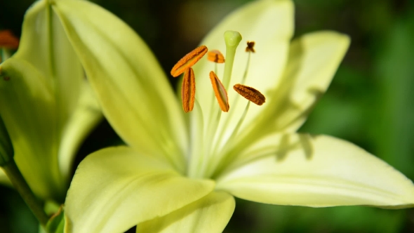 Yellow Varietal Large Lily in Flowerbed