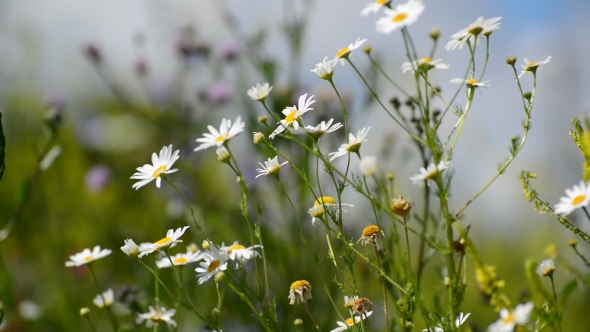 Many Daisies Swaying In Wind