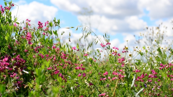 Beautiful Meadow With Wild Flowers On Sky Background