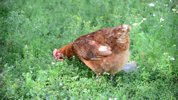 Beautiful Thoroughbred Chickens Walking on Grass