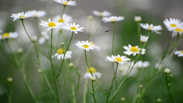 Chamomile Swaying in Light Breeze