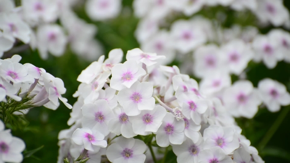 Beautiful Top White Varietal Phlox