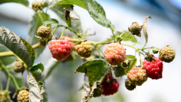 Lot of Ripe Raspberries on the Branch