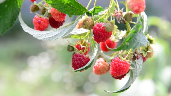 Lot Of Ripe Raspberries On The Branch