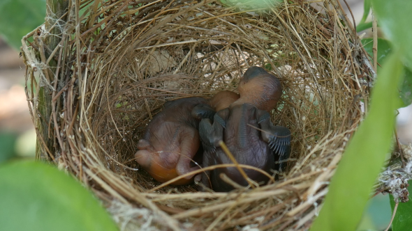 Baby Bird Sleep in Nest alt