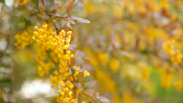 Blooming Berberis Ottawensis, Deciduous And Evergreen Shrub. Bright Yellow Flowers, Natural Spring alt