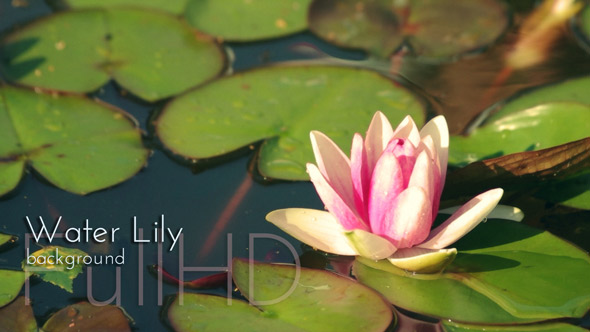 Water Lily in Summer Pond